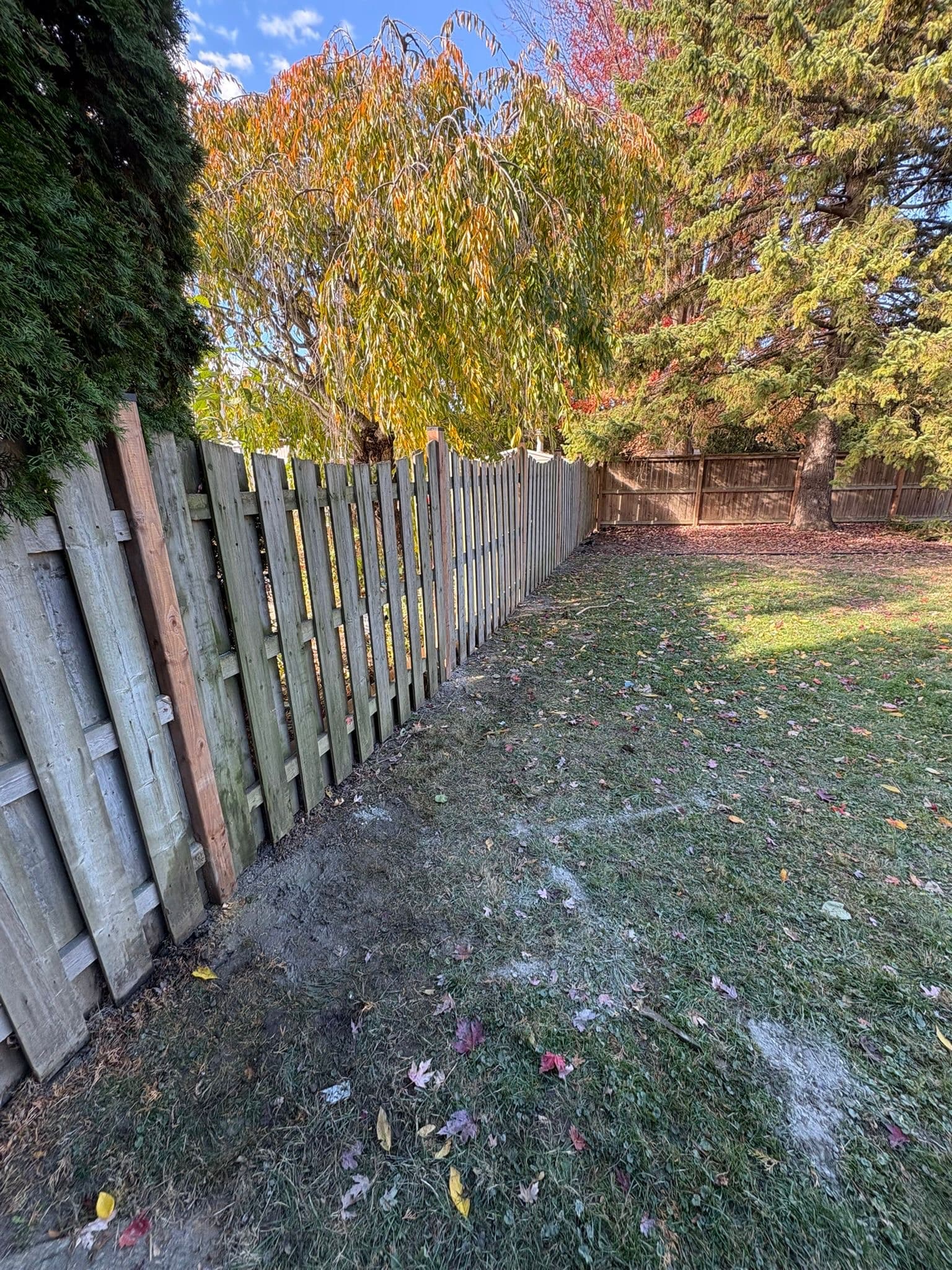 Tree-lined wood fence with seasonal damage